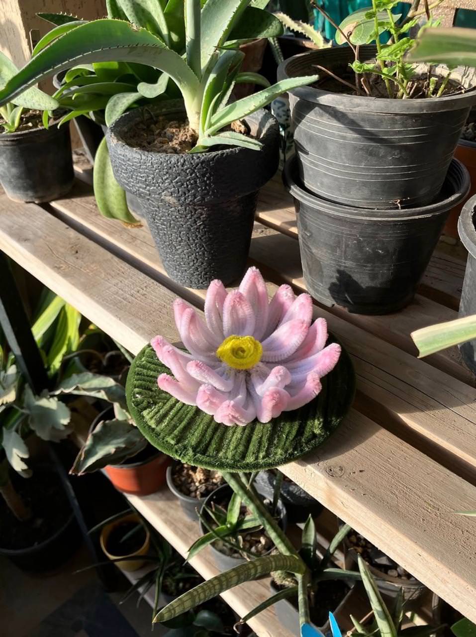 Decorative pink lotus on a wooden shelf with potted plants
