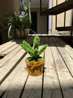 Small potted plant on a wooden deck with a blurred background