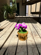 Small potted plant with pink flowers on a wooden deck
