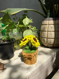 Small decorative plant in a cupcake pot among other plants on a wooden surface.