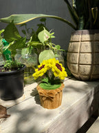 Small decorative plant in a cupcake pot among other plants on a wooden surface.